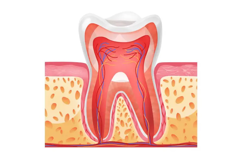 Нумерация зубов — что это такое и зачем ее применяют